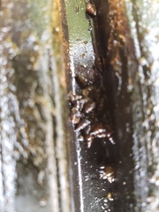 Potamopyrgus antipodarum