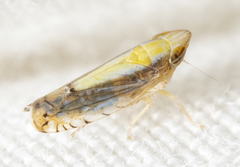 Scaphytopius elegans