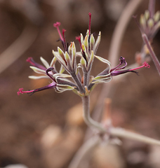 Pelargonium asarifolium