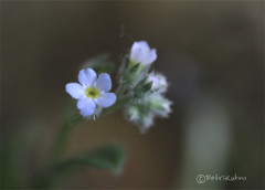 Myosotis arvensis