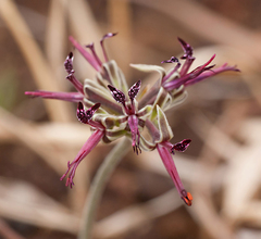 Pelargonium asarifolium