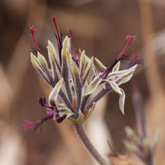 Pelargonium asarifolium