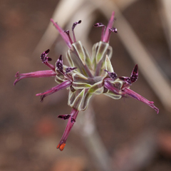 Pelargonium asarifolium