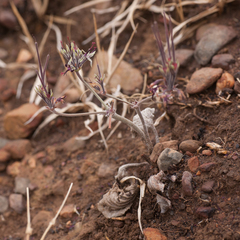 Pelargonium asarifolium