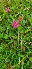 Trifolium pratense