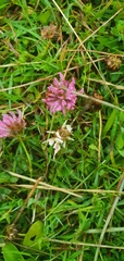Trifolium pratense