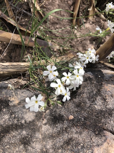 Image of Phlox tenuifolia by (c) Daniel McNair, some rights reserved (CC BY)