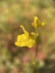 Utricularia cornuta