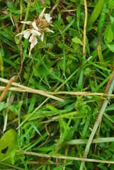 Trifolium repens