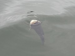 Ameiurus nebulosus