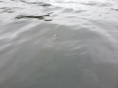 Ameiurus nebulosus