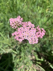 Achillea asiatica