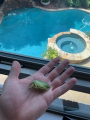 Paracyrtophyllus robustus