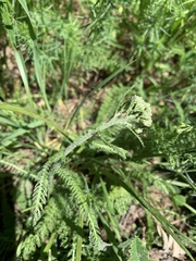 Achillea asiatica