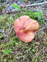 Chalciporus pseudorubinellus