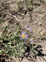 Symphyotrichum campestre
