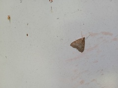 Udea inquinatalis