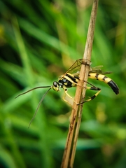 Ichneumon annulatorius