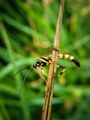 Ichneumon annulatorius