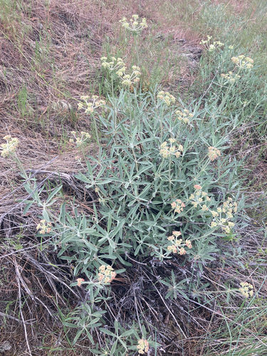 parsnipflower buckwheat