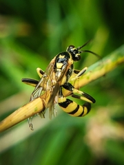 Ichneumon annulatorius