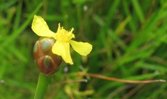 Xyris difformis