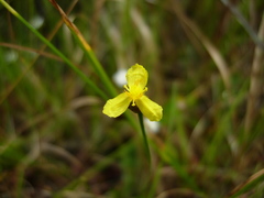 Xyris difformis