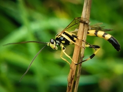 Ichneumon annulatorius