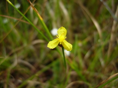 Xyris difformis