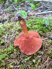 Chalciporus pseudorubinellus