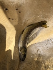 Salmo trutta