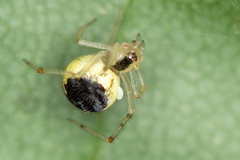 Theridion varians