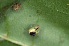 Theridion varians