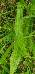 Dactylorhiza fuchsii