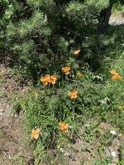 Papaver oreophilum