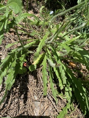 Papaver oreophilum