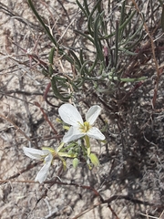Nerisyrenia linearifolia