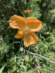 Papaver oreophilum