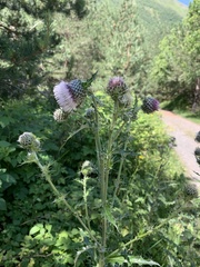 Cirsium echinus