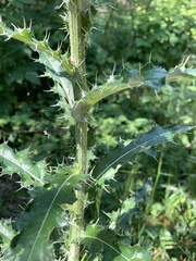 Cirsium echinus
