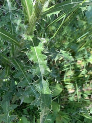 Cirsium echinus