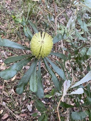 Banksia integrifolia compar
