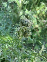 Cirsium echinus