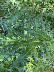 Cirsium echinus