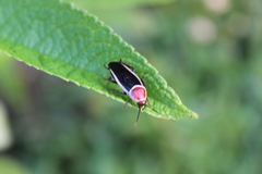 Pseudomops septentrionalis