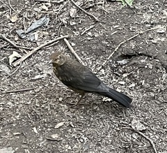 Turdus merula