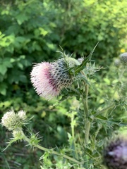 Cirsium echinus