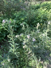 Cirsium echinus