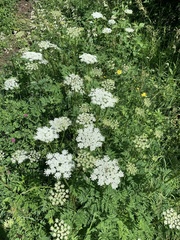 Selinum alatum