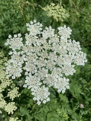 Selinum alatum